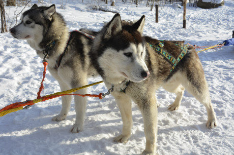 Новогодние  ЖД туры с проживанием в отеле "Карелия"
