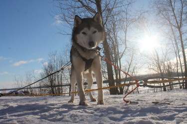 «Зимние приключения в Карелии на лыжах + собачки Хаски+Рускеальский горный парк. Для начинающих»